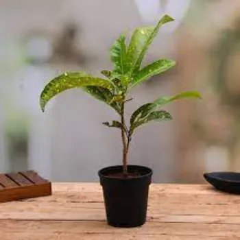 Natural Croton Plant